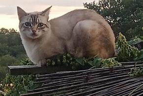 Alerte Disparition Chat croisement Mâle , 1 ans Grazac France