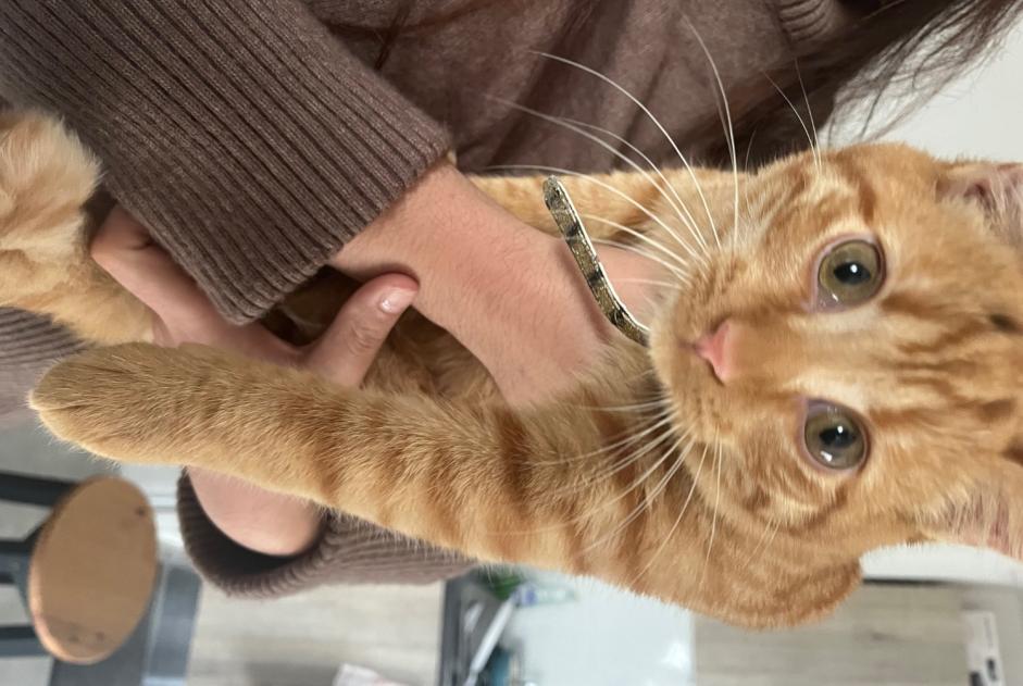 Alerte Découverte Chat Mâle , Entre 7 et 9 mois Toulouse France