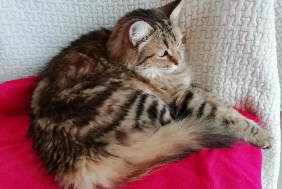 Alerte Disparition Chat croisement Mâle , 6 ans Capdenac-Gare France