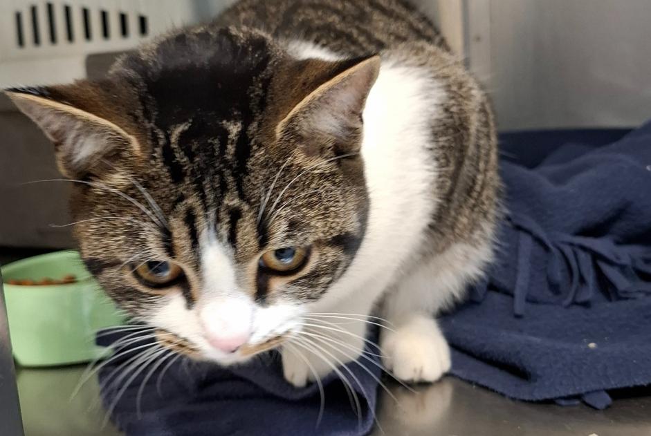 Alerte Découverte Chat croisement Femelle Nîmes France