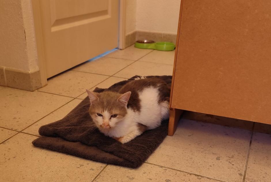 Alerte Découverte Chat  Femelle Nîmes France