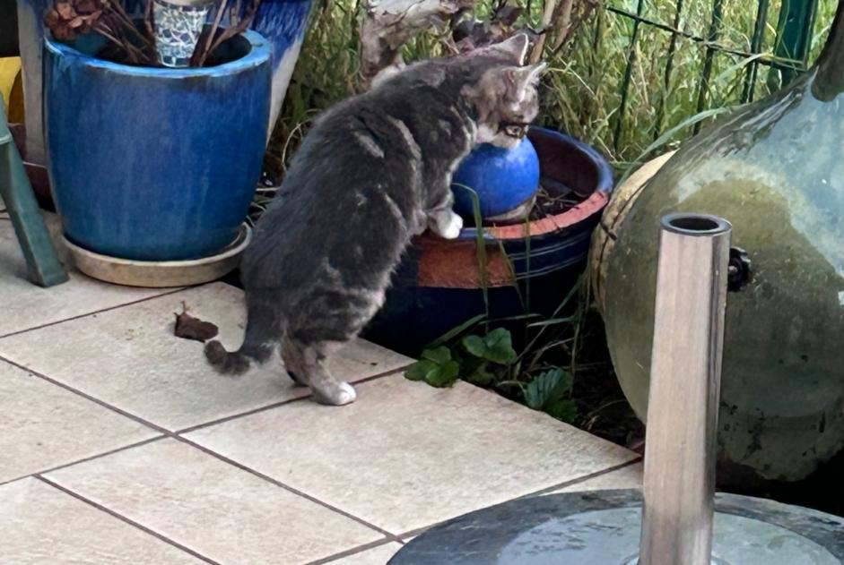 Alerte Découverte Chat Inconnu Dijon France