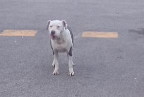 Alerte Découverte Chien  Inconnu Luc-sur-Orbieu France