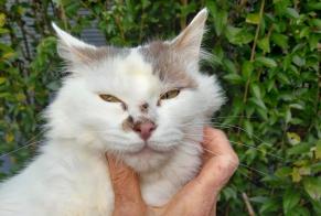 Alerte Découverte Chat Inconnu Saint-Julien-de-Lampon France