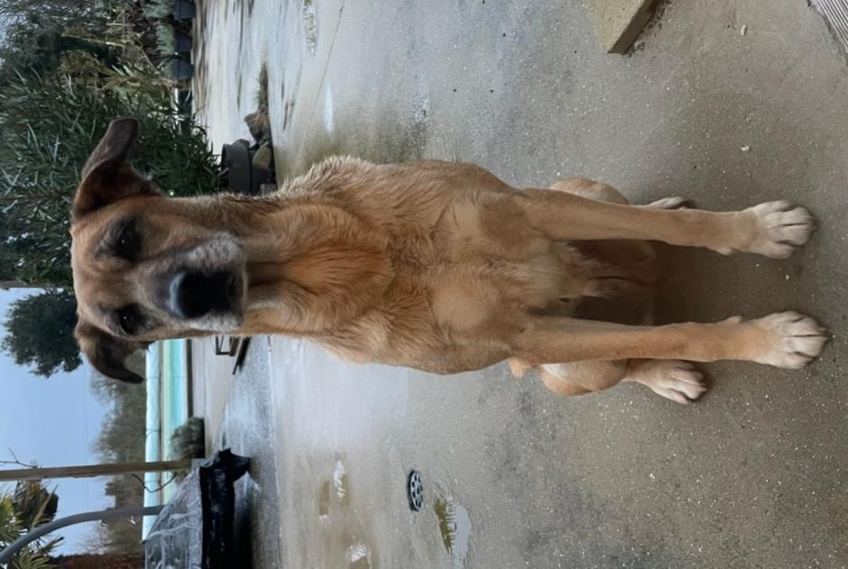 Alerte Découverte Chien croisement Femelle Longèves France