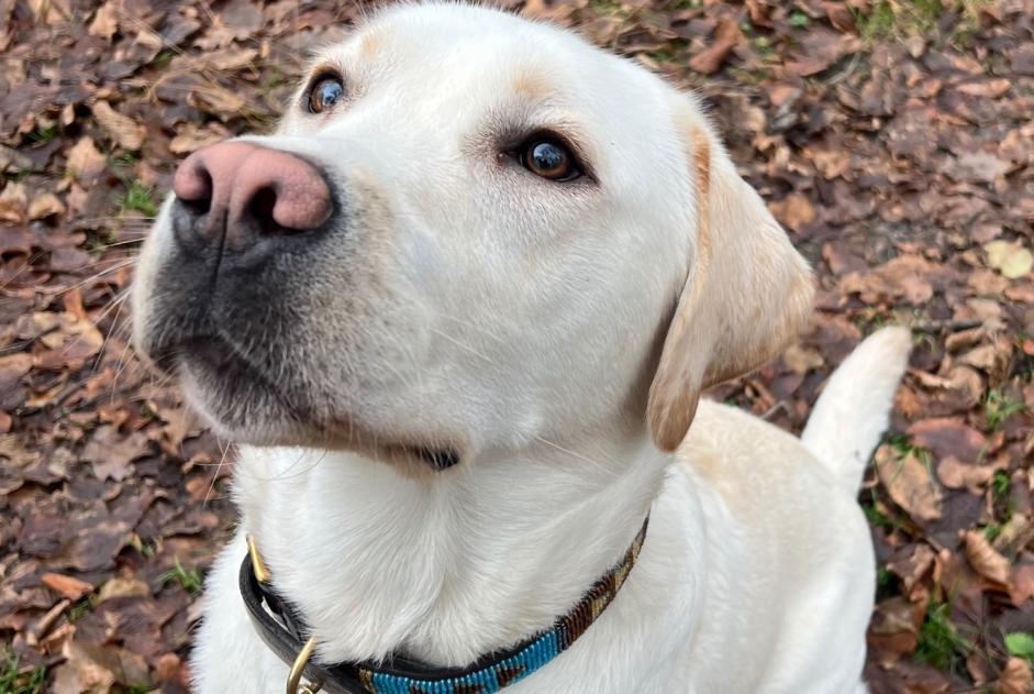 Alerte Disparition Chien  Mâle , 1 ans Avilly-Saint-Léonard France