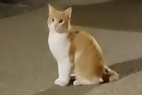 Alerte Découverte Chat Inconnu Aubagne France