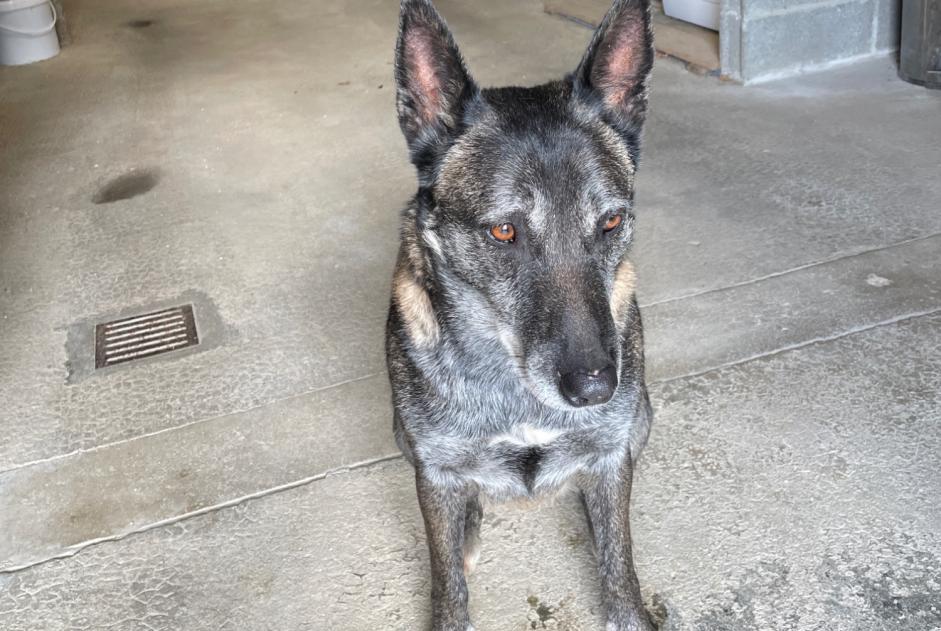 Alerte Découverte Chien Femelle Bonnœil France