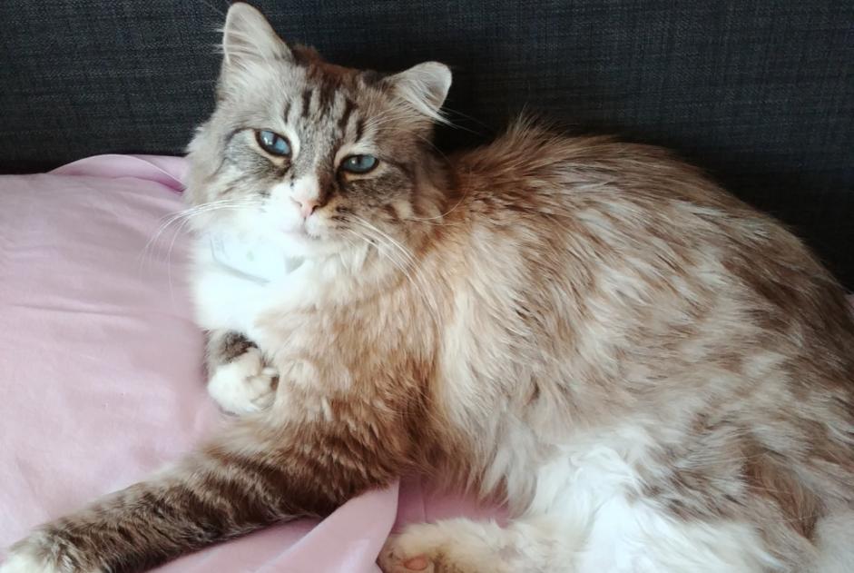 Alerte Disparition Chat croisement Mâle , 9 ans Noisy-le-Grand France