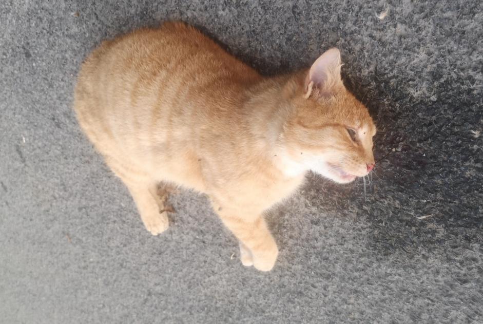 Alerte Découverte Chat Inconnu Maisonnay France