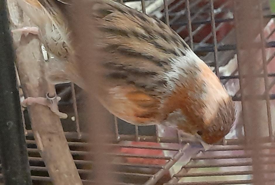 Alerte Disparition Oiseau Femelle , 2025 ans Montpellier France