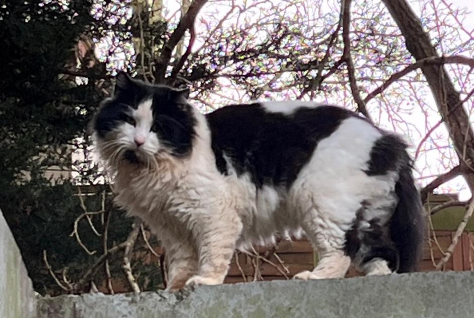 Alerte Découverte Chat Inconnu Villiers-Saint-Frédéric France