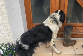 Alerte Découverte Chien Inconnu Saint-Laurent-Bretagne France