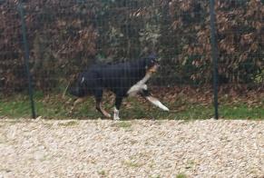 Alerte Découverte Chien Inconnu Rueil-la-Gadelière France