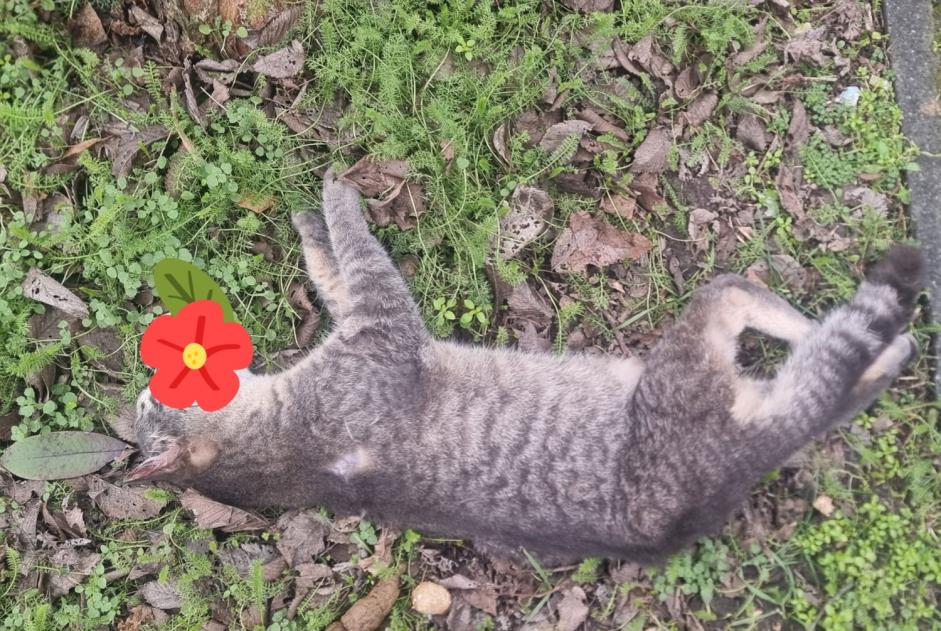 Alerte Découverte Chat Inconnu Vitry-sur-Seine France