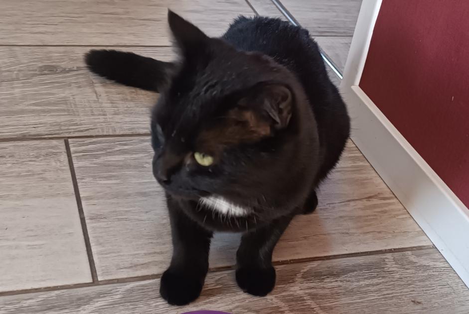 Alerte Disparition Chat croisement Femelle , 2 ans Joze France