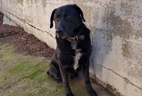 Alerte Découverte Chien croisement Mâle Saint-Affrique France