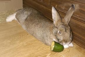 Alerte Découverte Lapin Femelle Strasbourg France