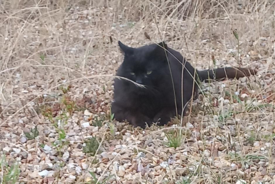 Alerte Disparition Chat Mâle , 13 ans Breteuil France