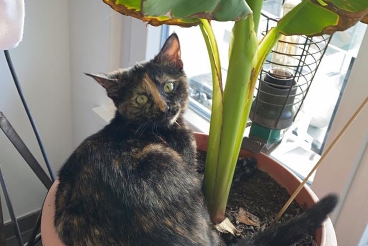 Alerte Disparition Chat Femelle , 4 ans Neuchâtel Suisse