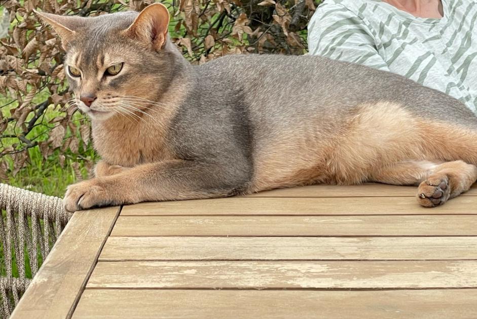 Alerte Disparition Chat  Mâle , 9 ans La Fouillade France