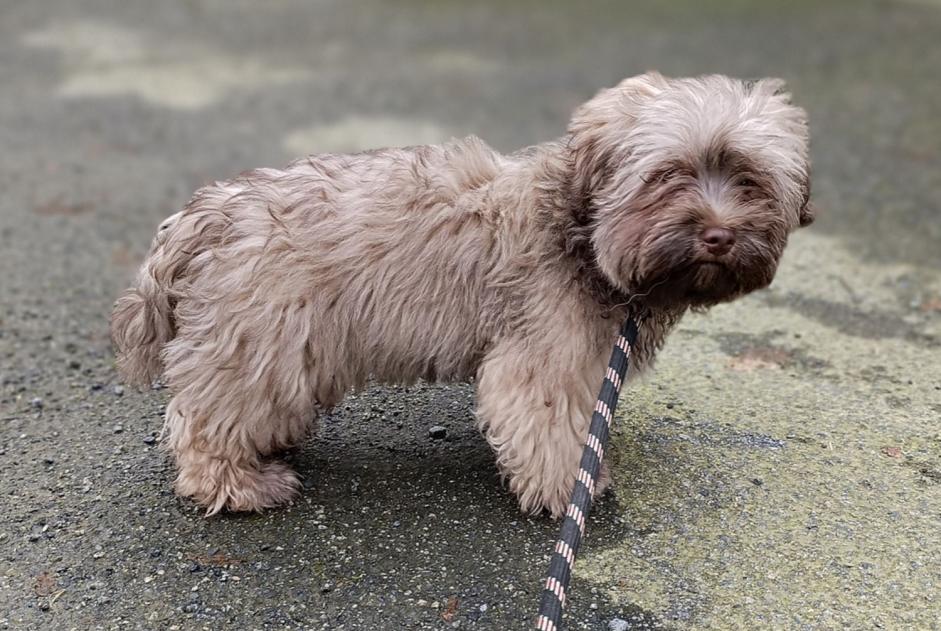 Alerte Découverte Chien  Mâle La Guerche-de-Bretagne France