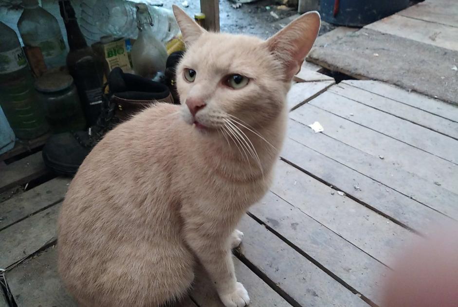 Alerte Disparition Chat croisement Mâle , 5 ans Beaulieu-Sous-Parthenay France