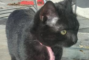 Alerte Disparition Chat Mâle , 1 ans Saint-Maurice-des-Noues France