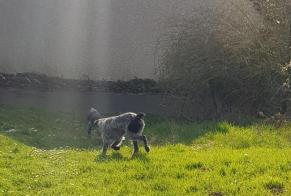 Alerte Découverte Chien  Inconnu Cormeilles-en-Parisis France