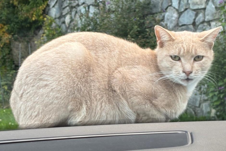 Alerte Disparition Chat Mâle , 4 ans Vouvry Suisse