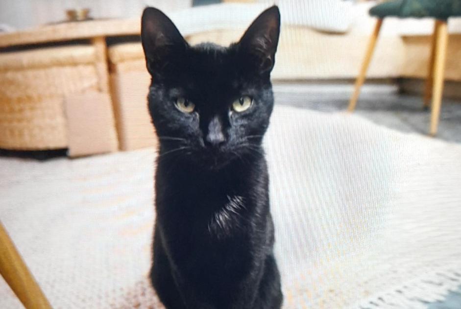 Alerte Disparition Chat croisement Mâle , 1 ans Beaucaire France