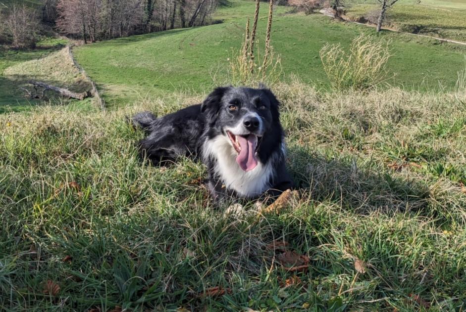 Alerte Disparition Chien  Mâle , 5 ans Glun France