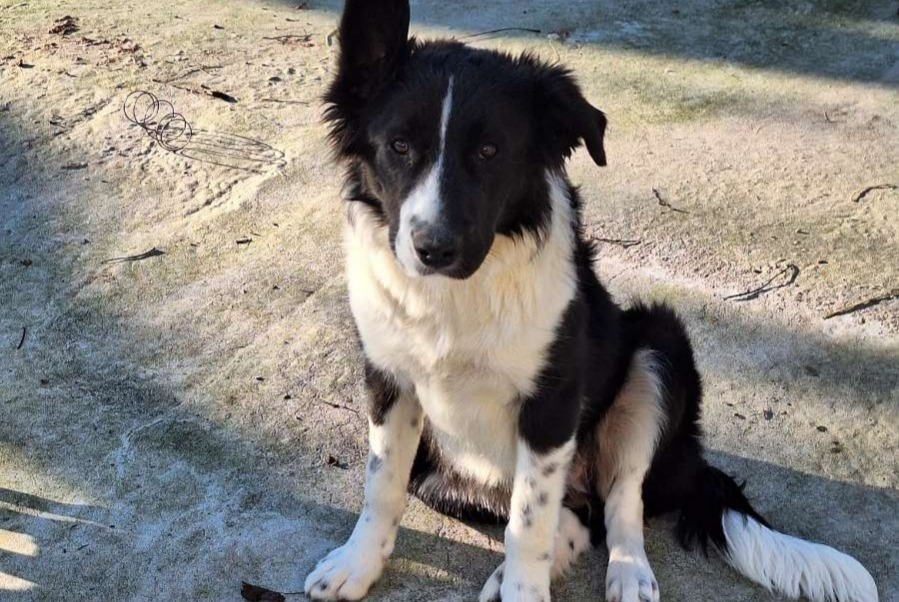 Alerte Découverte Chien croisement Femelle Vallons-de-L'Erdre France