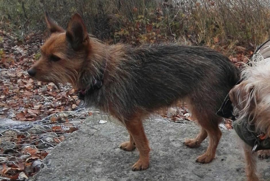 Avviso scomparsa Cane incrocio di razze Femmina , 17 anni Kunheim Francia