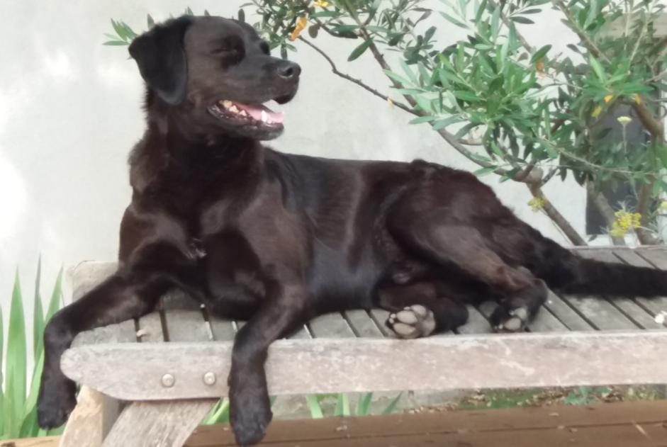 Avviso scomparsa Cane incrocio di razze Maschio , 12 anni Marignane Francia