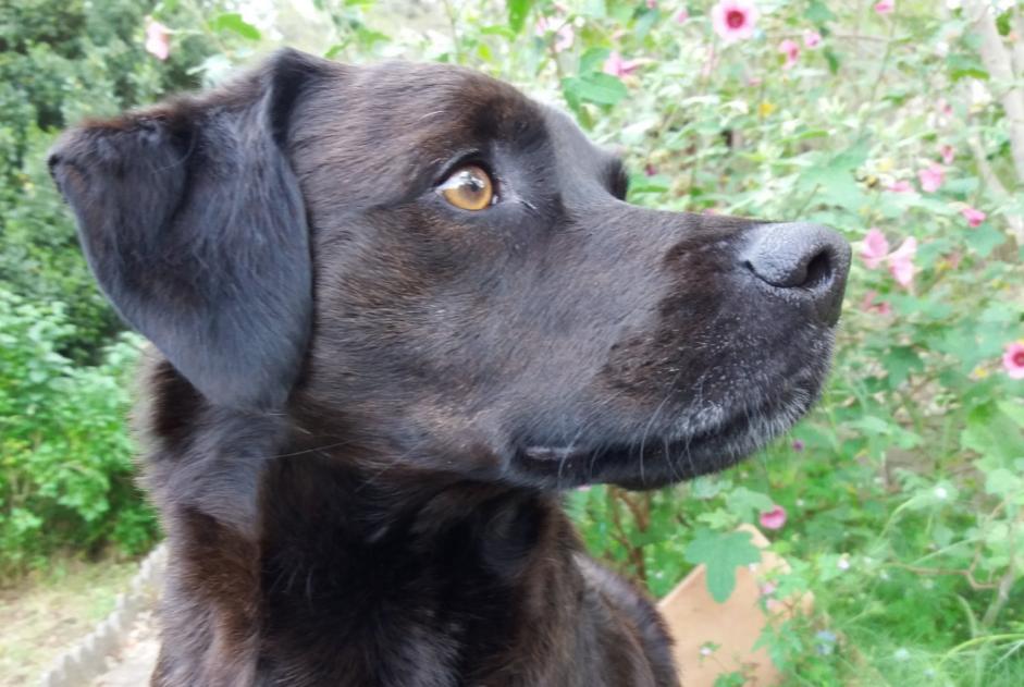 Avviso scomparsa Cane incrocio di razze Maschio , 12 anni Marignane Francia