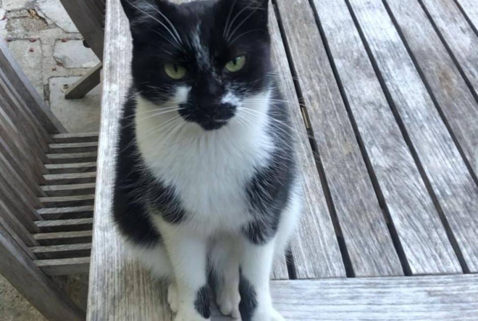 Avviso scomparsa Gatto Femmina , 8 anni Santa-Reparata-di-Balagna Francia