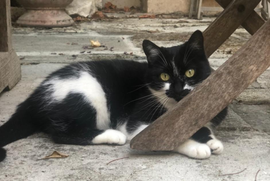 Avviso scomparsa Gatto Femmina , 8 anni Santa-Reparata-di-Balagna Francia