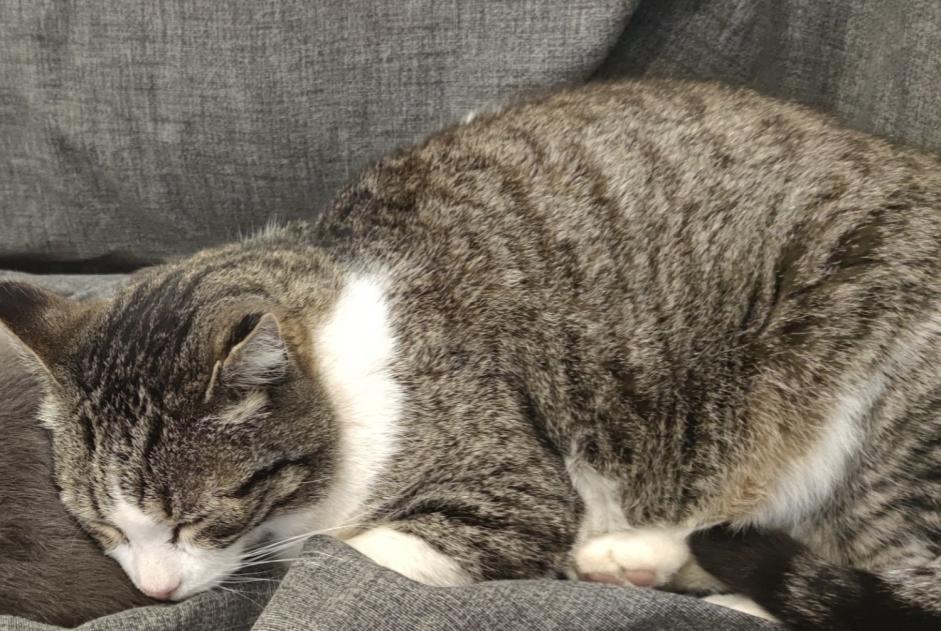 Avviso scomparsa Gatto Maschio , 16 anni La Bouilladisse Francia