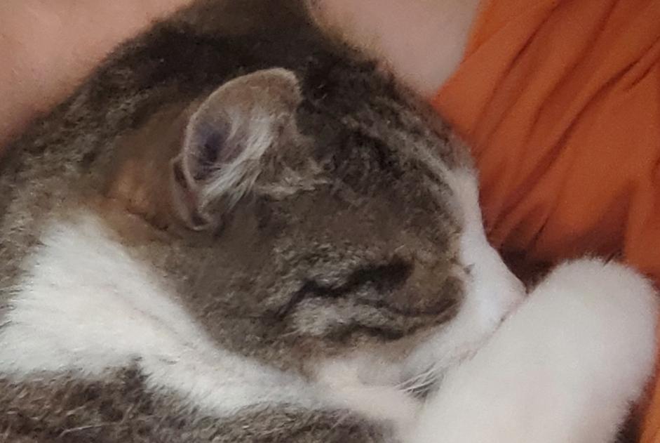 Avviso scomparsa Gatto Maschio , 16 anni La Bouilladisse Francia