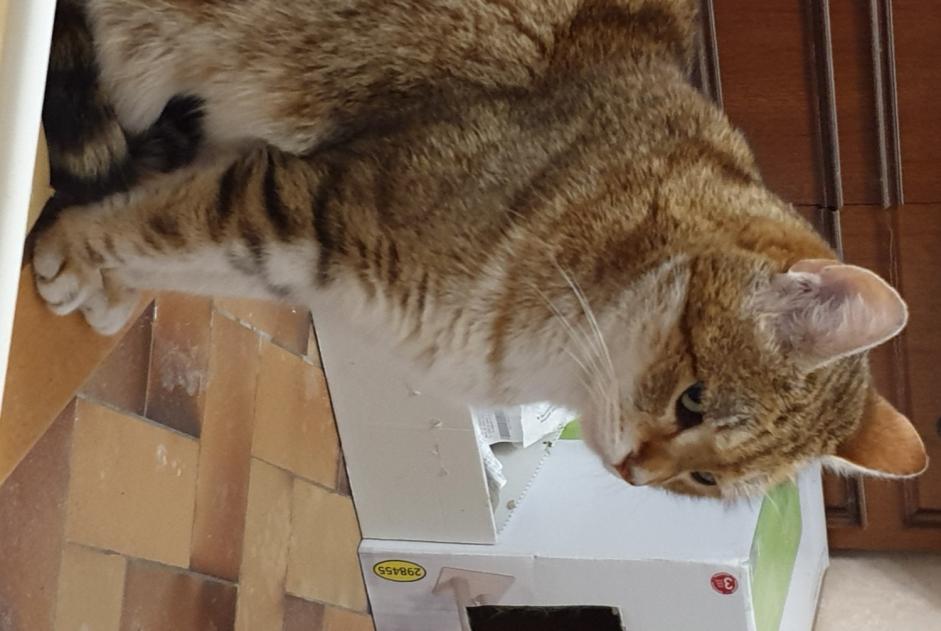 Avviso scomparsa Gatto Maschio , 9 anni Esvres-sur-Indre Francia