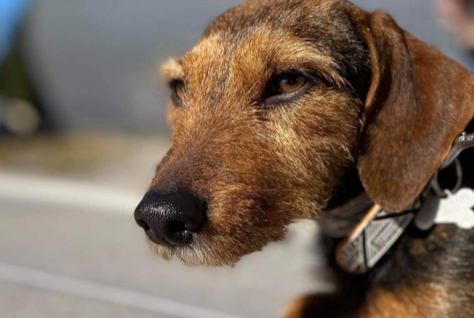 Avviso scomparsa Cane incrocio di razze Femmina , 6 anni Stotzheim Francia