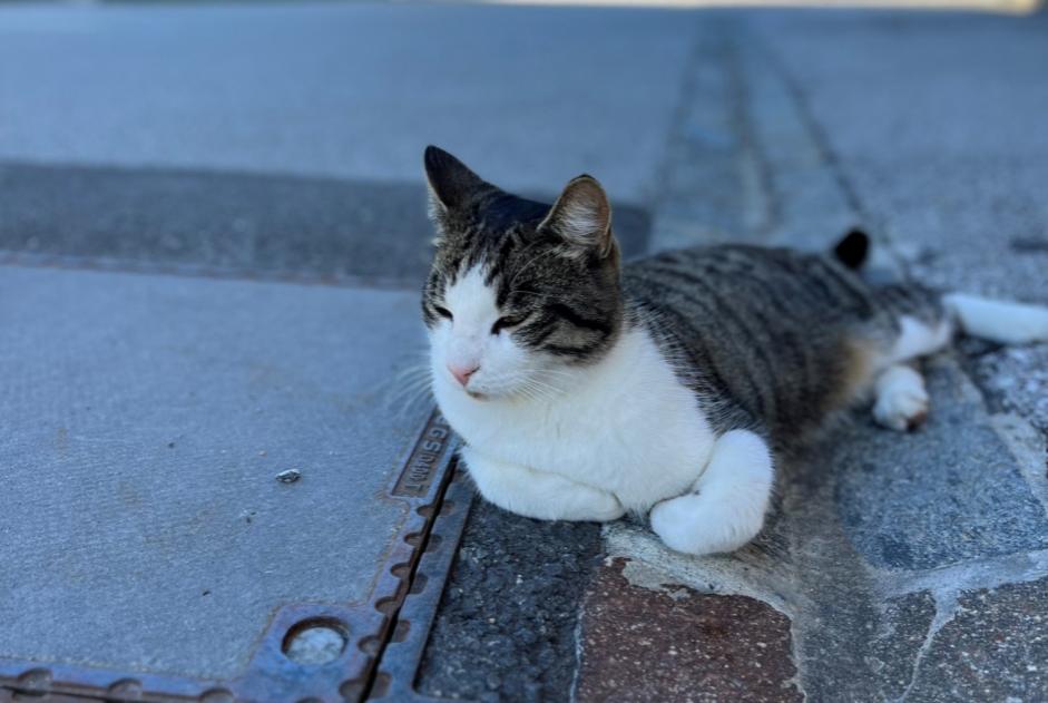 Avviso scomparsa Gatto incrocio di razze Maschio , 4 anni Crans-Montana Svizzera