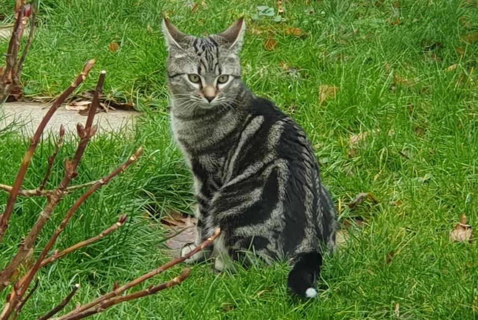 Avviso scomparsa Gatto  Maschio , 1 anni Villeneuve Svizzera