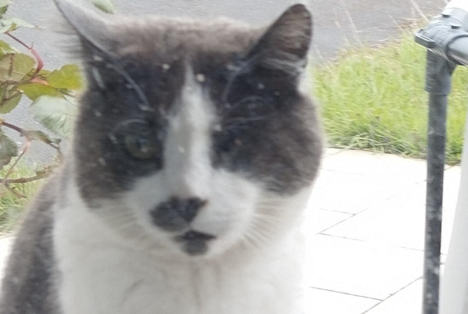 Avviso scomparsa Gatto  Maschio , 6 anni Souastre Francia