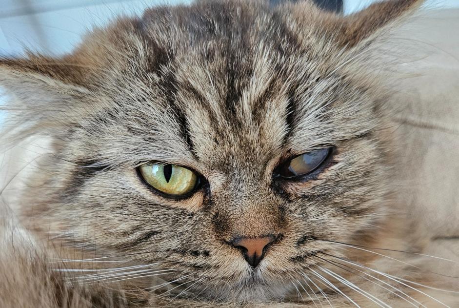 Avviso scomparsa Gatto incrocio di razze Maschio , 1 anni Penthalaz Svizzera