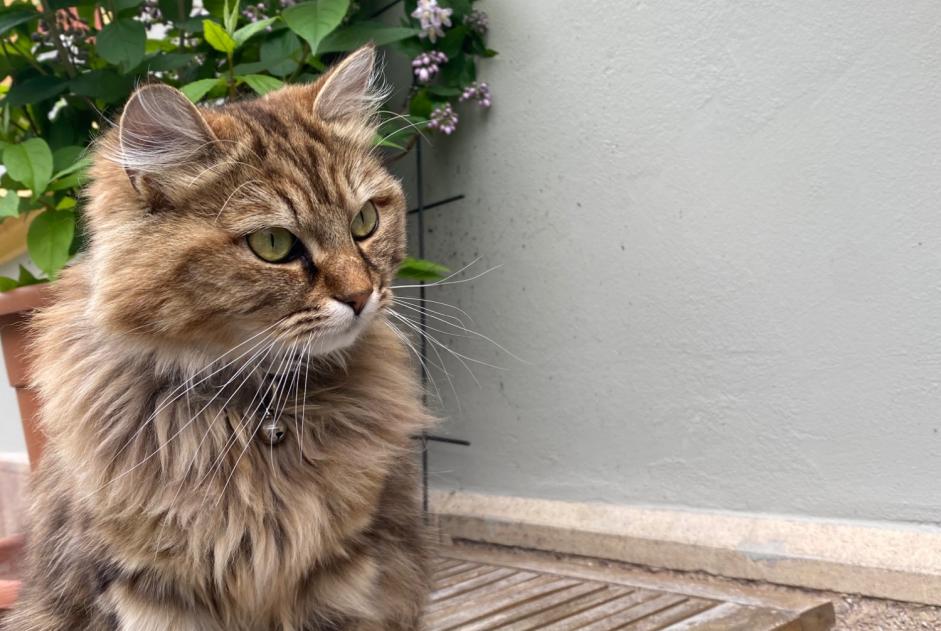 Avviso scomparsa Gatto incrocio di razze Femmina , 1 anni Vevey Svizzera