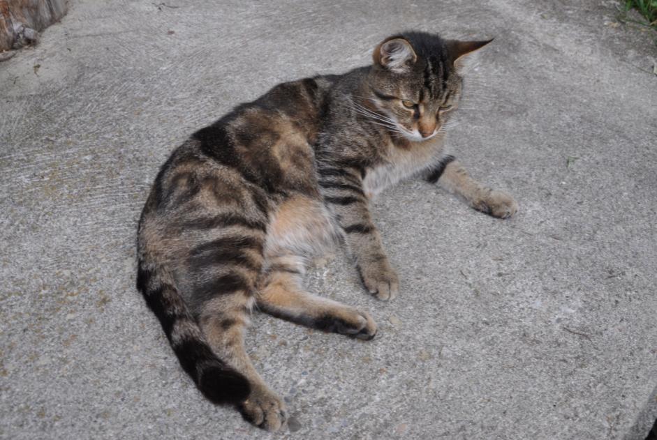 Avviso scomparsa Gatto Maschio , 12 anni Blonay - Saint-Légier Svizzera