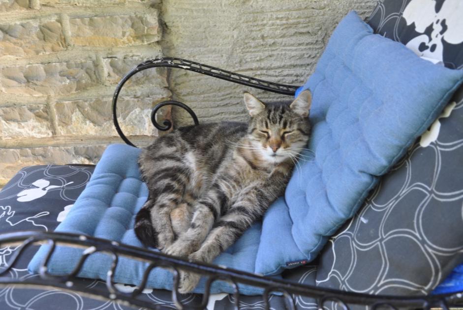 Avviso scomparsa Gatto Maschio , 12 anni Blonay - Saint-Légier Svizzera