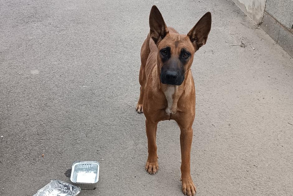 Avviso Ritrovamento Cane incrocio di razze Femmina La Granja d'Escarp Spagna